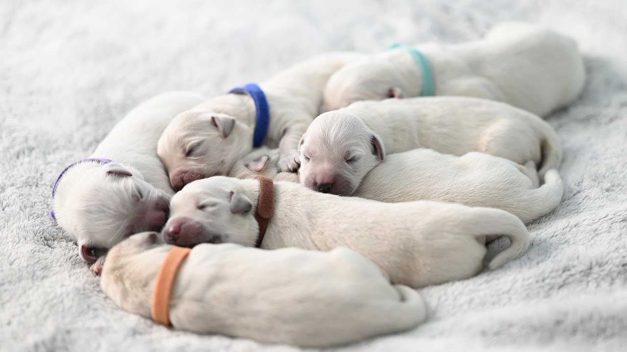 Cuccioli troppo piccoli per la vendita