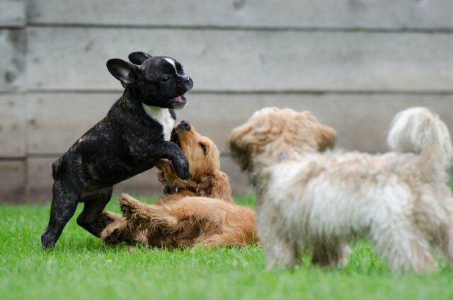 Cuccioli troppo piccoli per la vendita: multa al negoziante