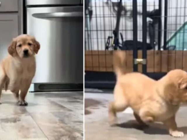 Sì, questa cucciola di Golden Retriever nata senza una zampa si rifiuta categoricamente di farsi fermare