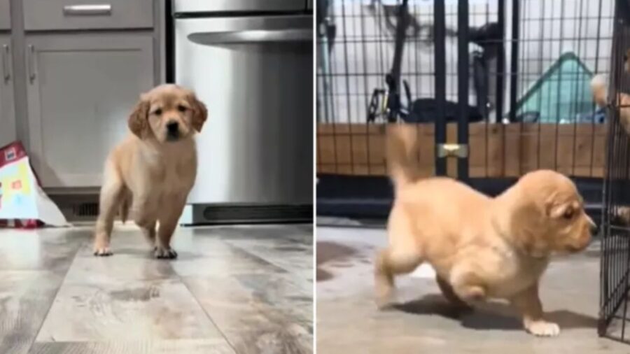 cagnolino curioso