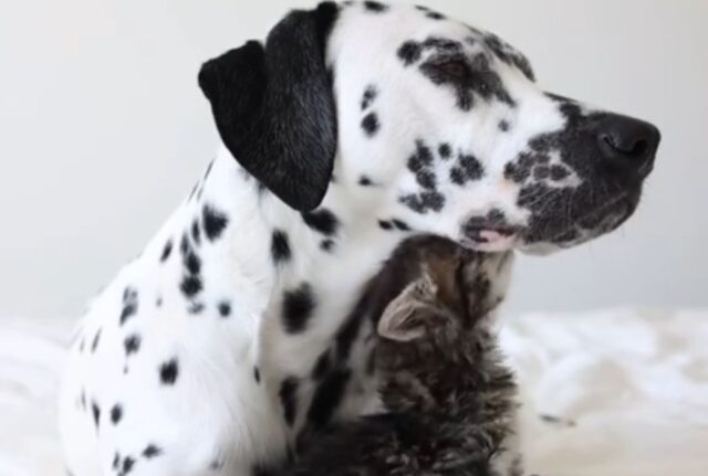 La donna lascia che il Dalmata “tenga” il suo gattino: nasce un sentimento unico nel suo genere