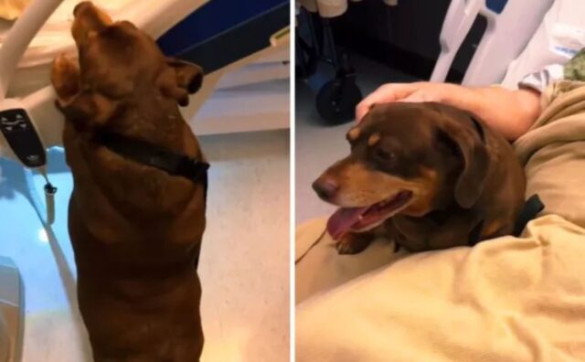 La reazione di questo cane al suo padrone in ospedale è una dimostrazione d’amore vero (VIDEO)