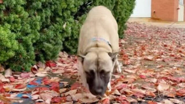 Il povero cane non poteva fare che guaire vedendo la sua famiglia che lo lasciava per sempre