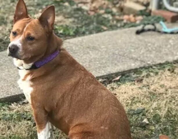 Donna in lutto per i suoi cani riceve un segnale dal cielo