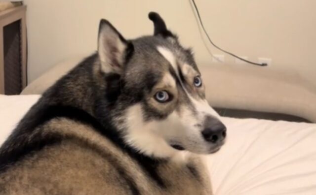 Questo Husky fa il broncio in modo visibile quando il papà umano interrompe il suo programma preferito (VIDEO)