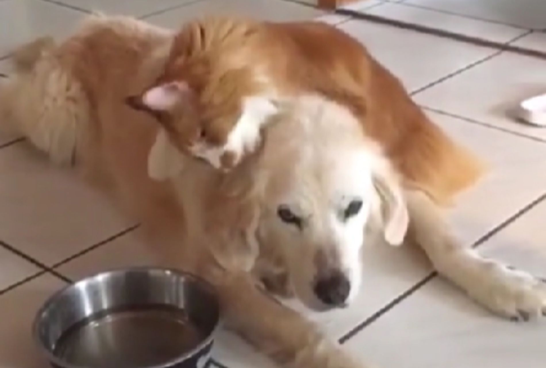 golden retriever con gatto