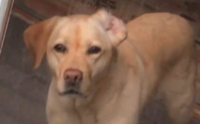 Il Labrador Retriever si specializza nelle imitazioni horror e diventa una vera icona (VIDEO)