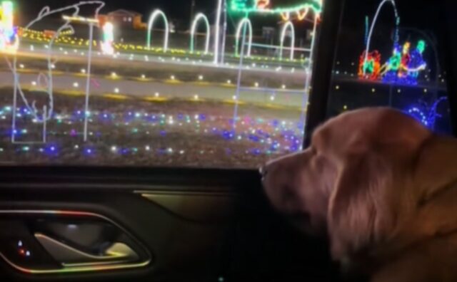 Il modo in cui questo Golden Retriever guarda incantato le luci di Natale fa sciogliere i cuori (VIDEO)