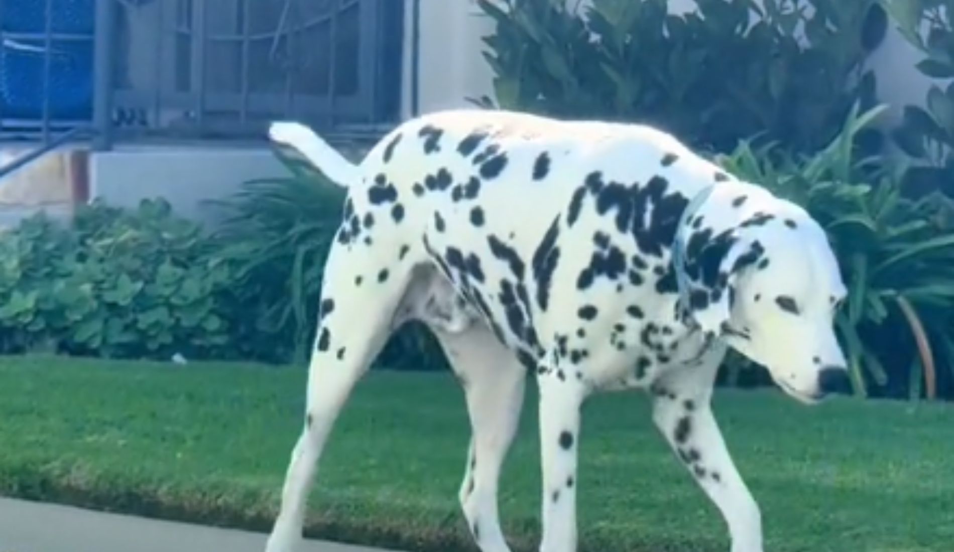 cane dalmata