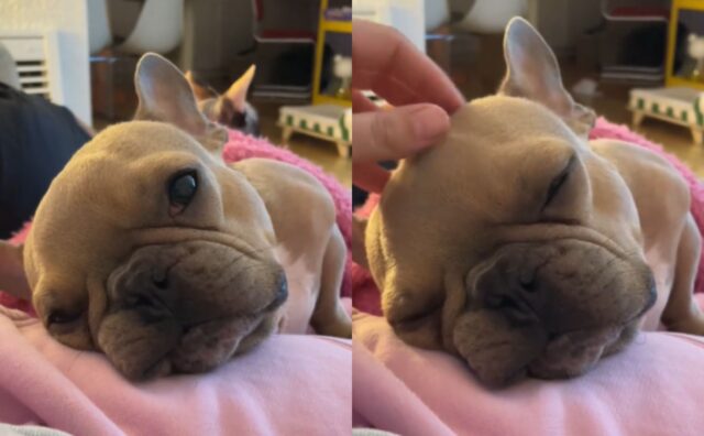 Uno spettacolo adorabile: il Bulldog Francese lotta contro il sonno pur di godersi le coccole della mamma (VIDEO)