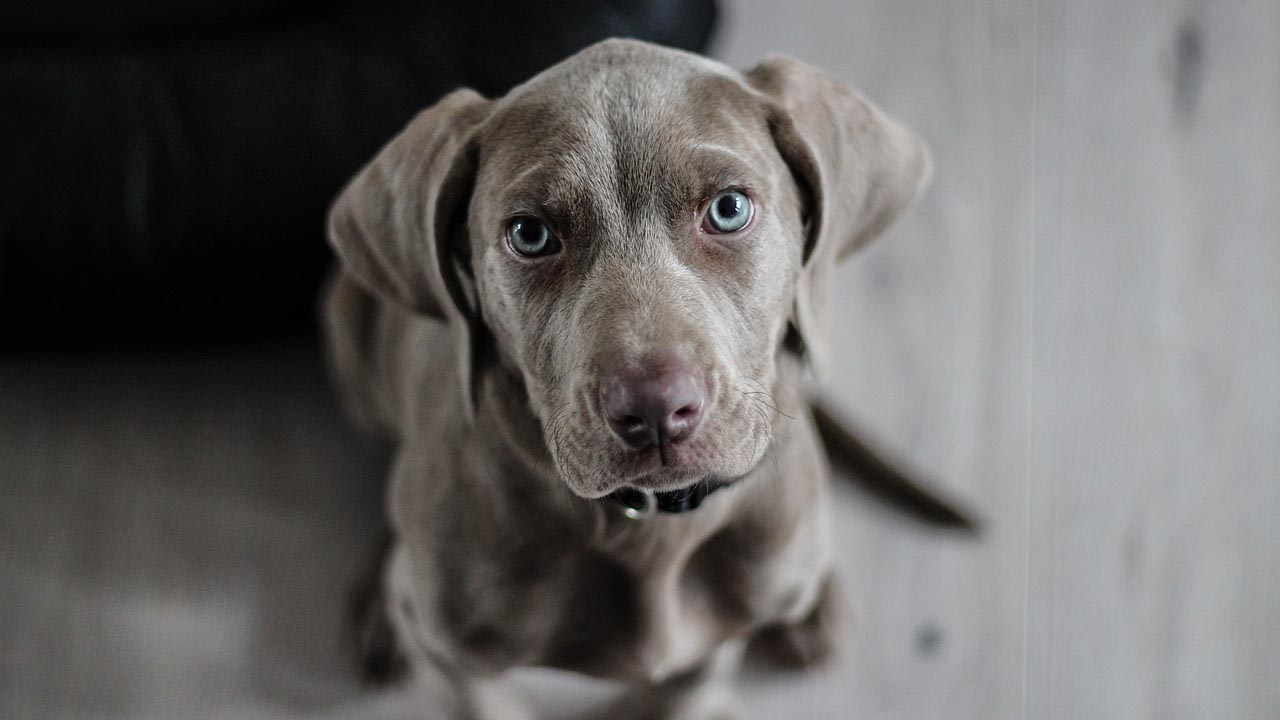 Sguardo triste del cane