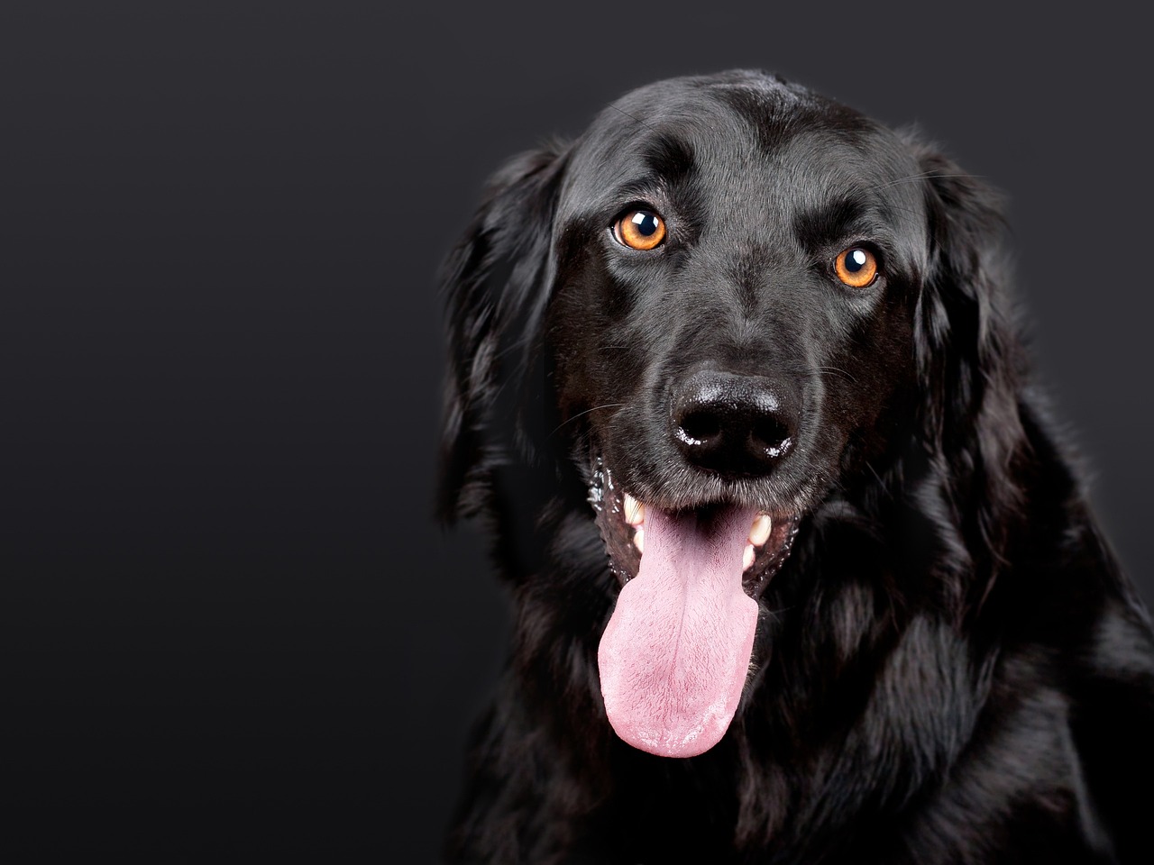 Cane con la lingua di fuori