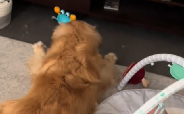 Il Golden Retriever non riesce a trattenere la gelosia per il nuovo giocattolo del suo fratellino (VIDEO)