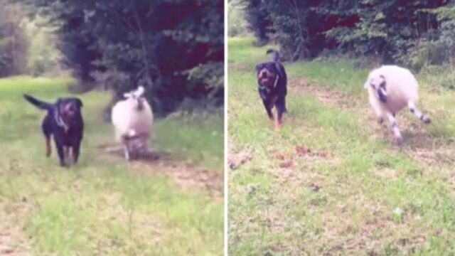 La donna ha allevato insieme l’agnello e il Rottweiler, ma non si aspettava il risultato