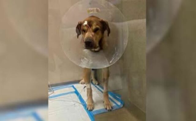 Il padrone ha abbandonato questo povero cane per via delle sue condizioni di salute: non lo voleva più indietro (VIDEO)