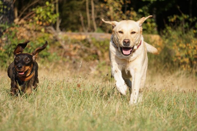 Prima area cani privata a pagamento a Milano: come funziona e quanto si paga