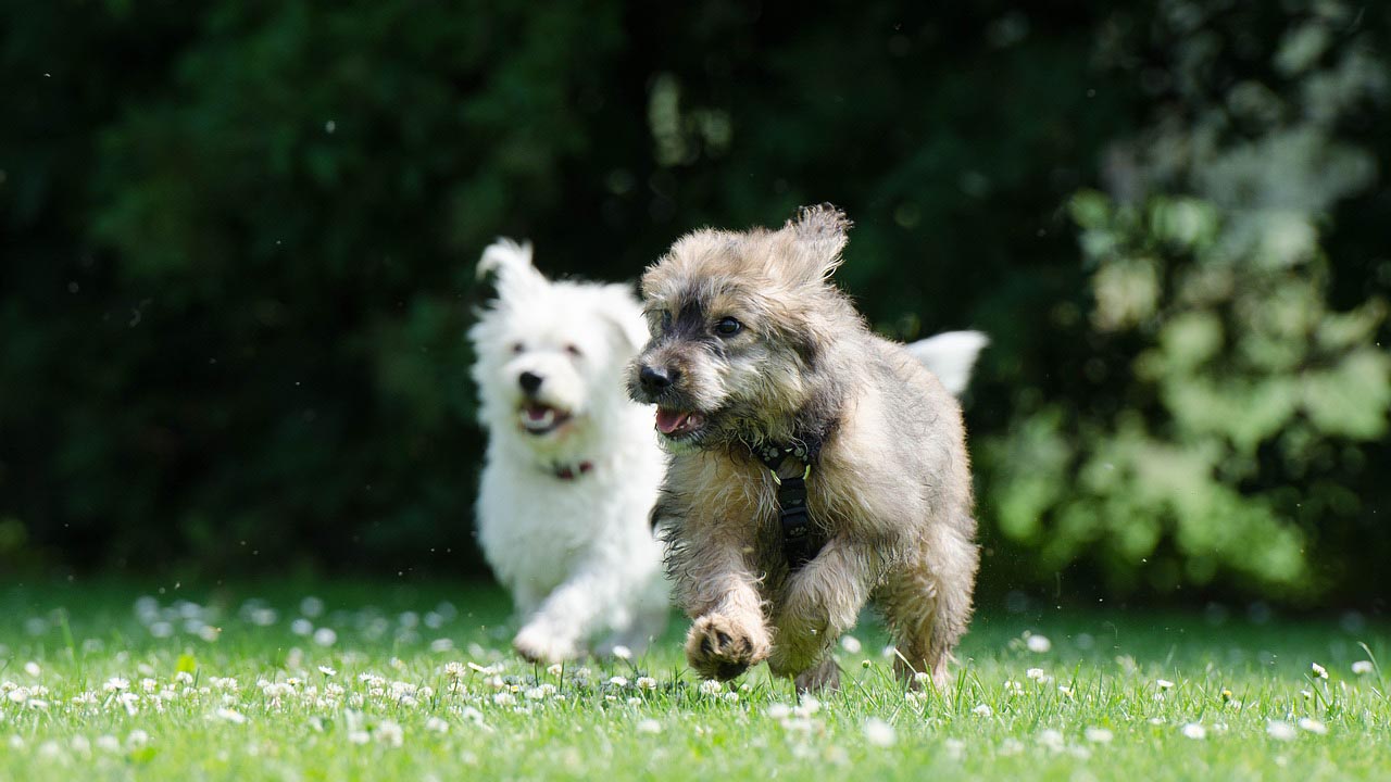 Area cani privata a pagamento