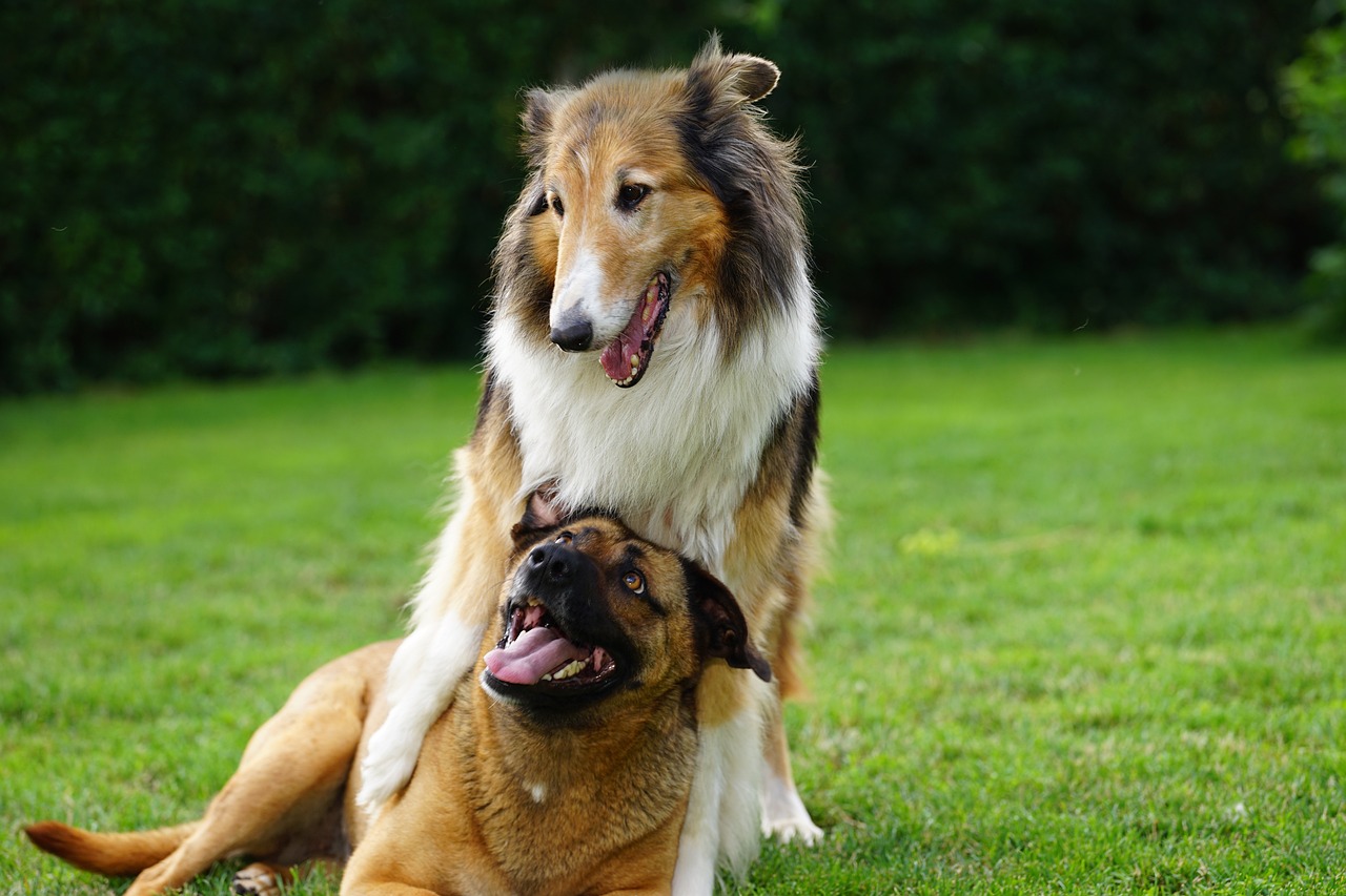 Cani insieme nel prato