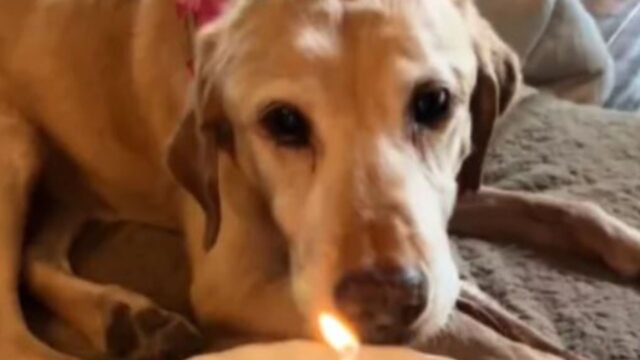 Il cane di 13 anni sta per morire, ma la sua mamma umana decide comunque di fare una festa per lei