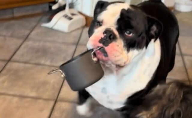 Lo strano giocattolo del Bulldog Inglese lascia tutti abbastanza perplessi (VIDEO)