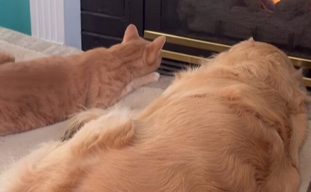 Il Golden Retriever e il gatto arancione siedono davanti al camino: sembrano una vecchia coppia sposata (VIDEO)