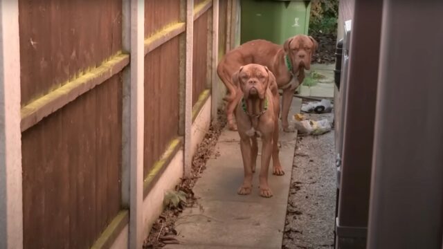 Abbandonati per due settimane nel giardino di una casa disabitata, i cani sono stati salvati per miracolo – Video