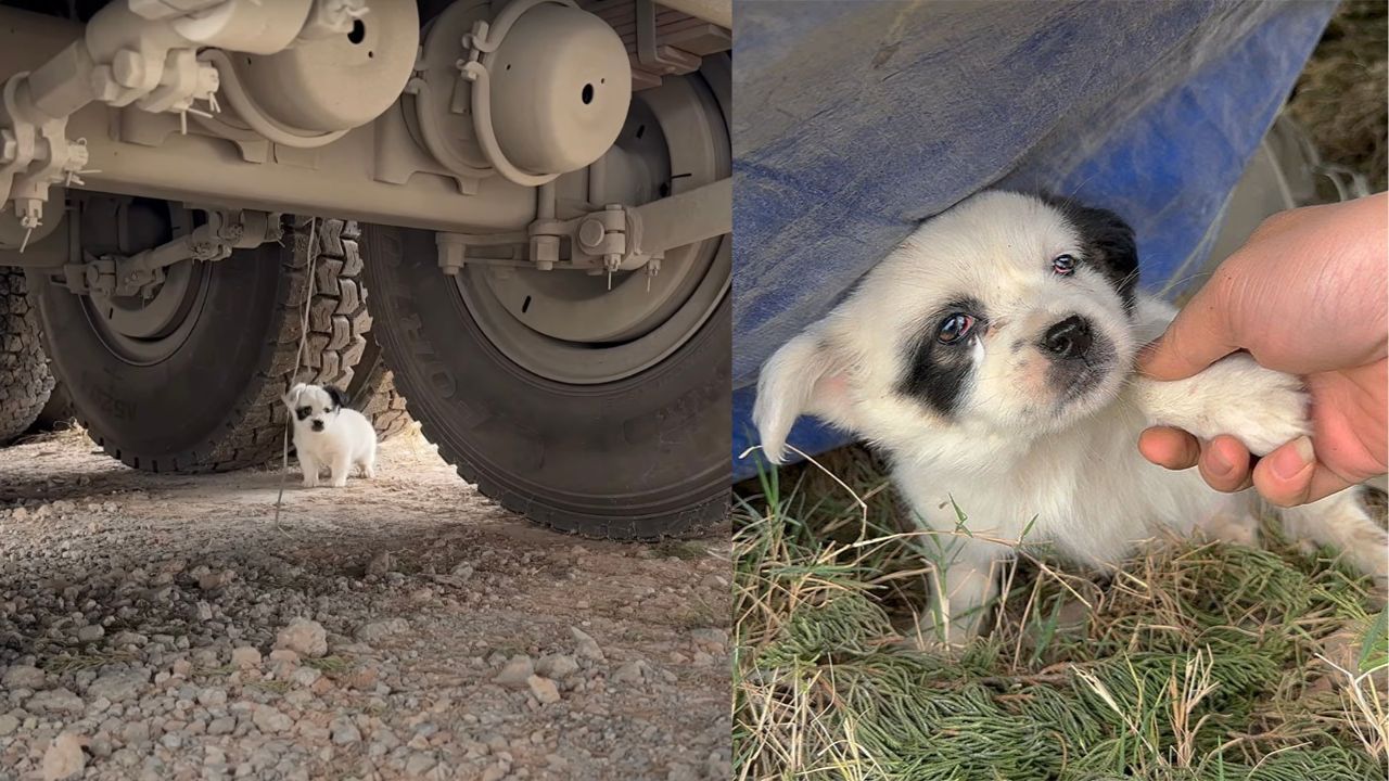 Cucciolo di cane abbandonato cerca riparo sotto un camion