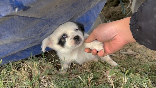 Abbandonato sotto un camion, il povero cucciolo di cane continuava a indietreggiare e fuggire – Video