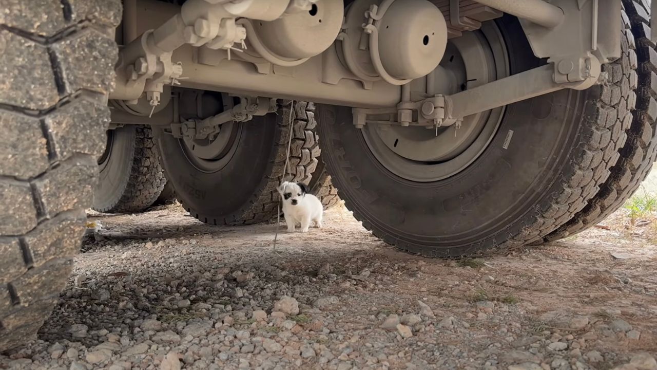 Povero cucciolo di cane sotto il camion