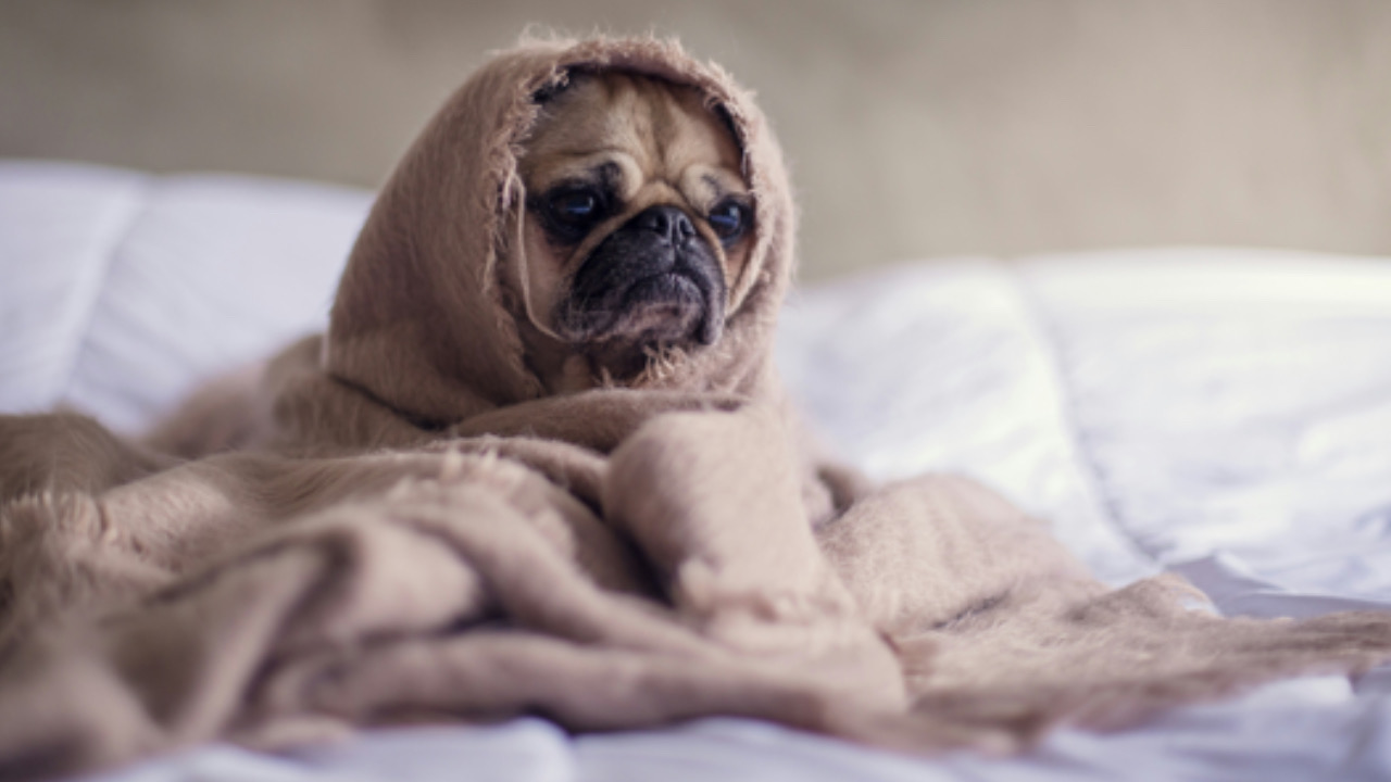 Cane con le coperte