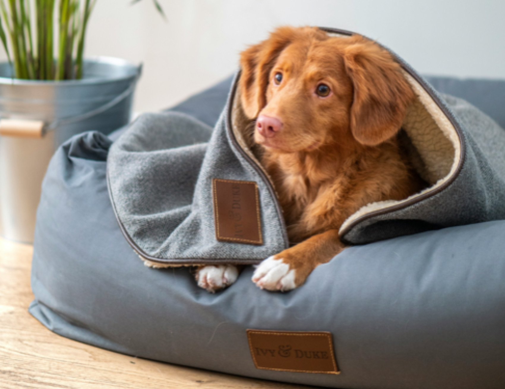 Cane sul cuscino