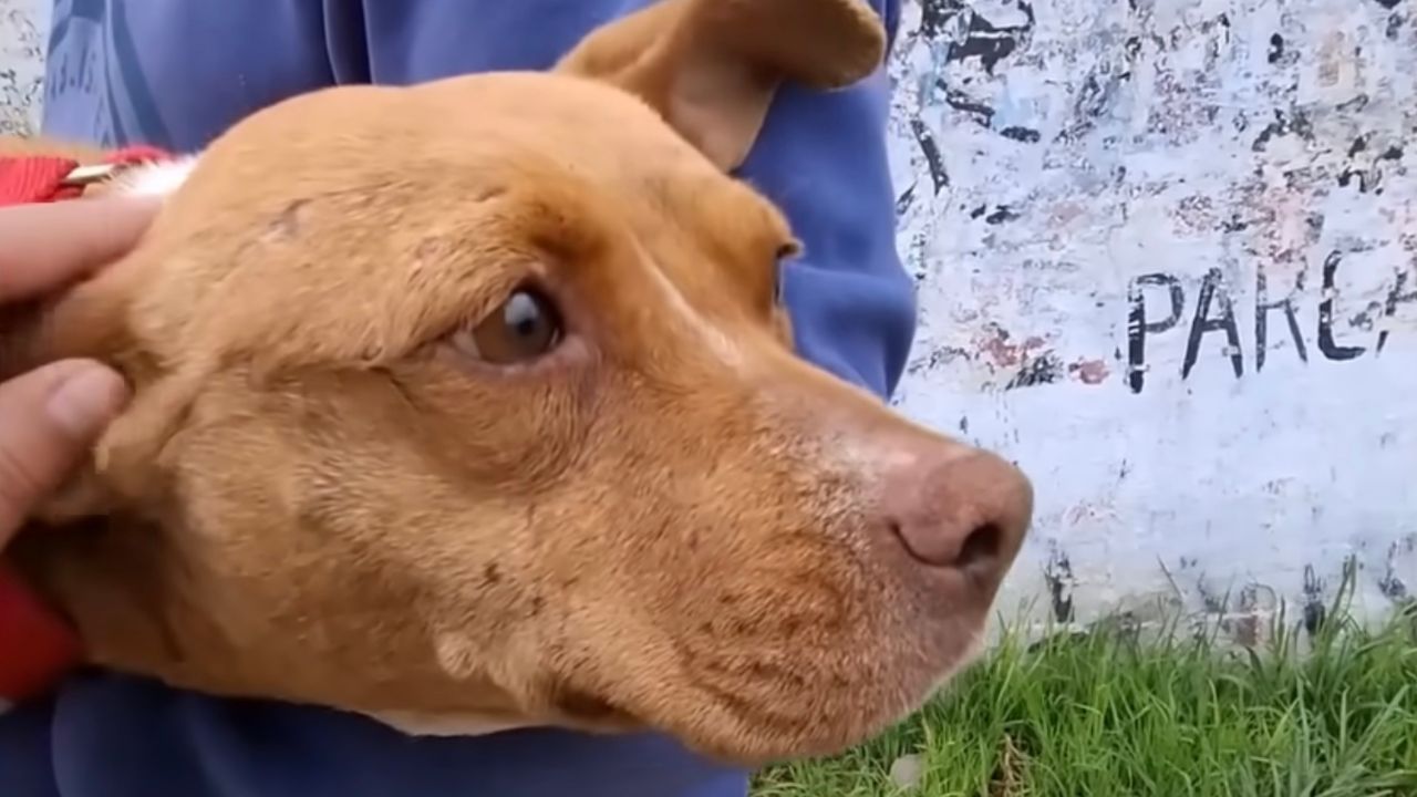 Primo piano cagnolina