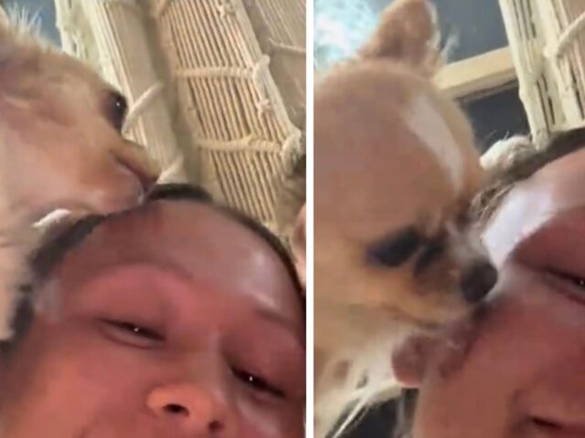 Il Chihuahua riempie di baci la mamma umana ogni volta che il papà le da attenzioni: è una vera sfida