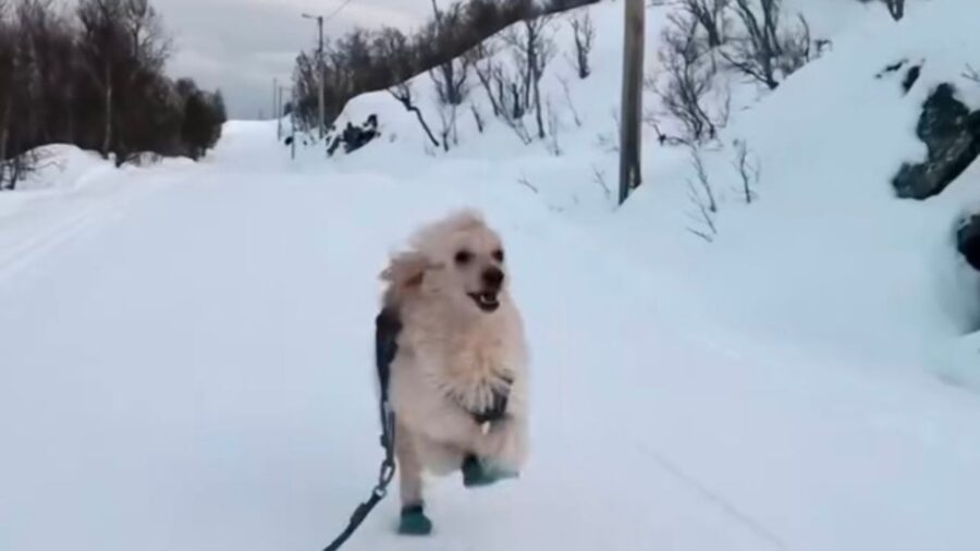 Cane si gode l’uscita sulla neve