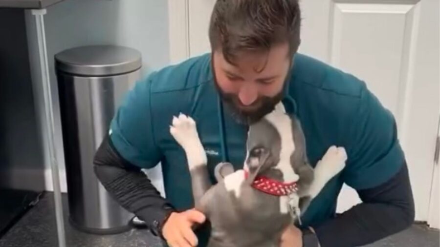 Cane con pelo bianco e grigio