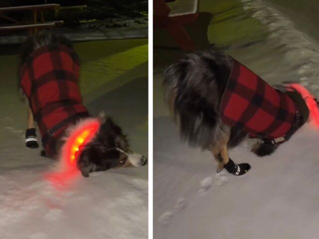 L’amore di questo Pastore Australiano per il contatto con la neve sta facendo ridere chiunque lo osserva