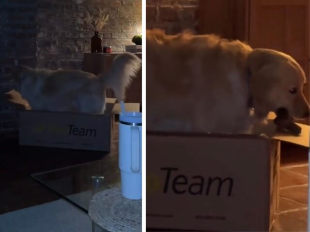 Il Golden Retriever decide di imitare i gatti e prende una decisione sul suo nuovo posto preferito