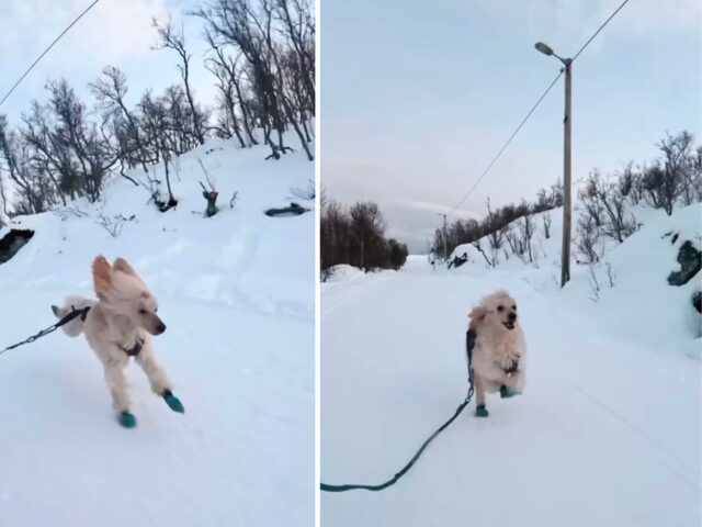 La corsa del Barboncino atletico sulla neve fa impallidire anche il più veloce degli Husky