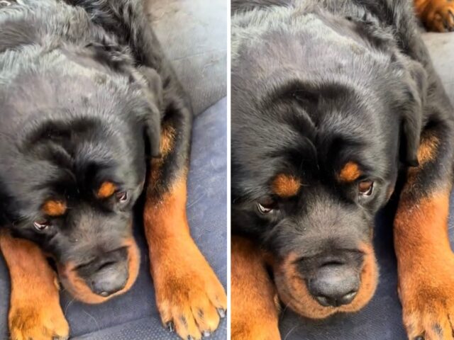 Il dolce Rottweiler è in lacrime dopo la “terribile” visita dal veterinario