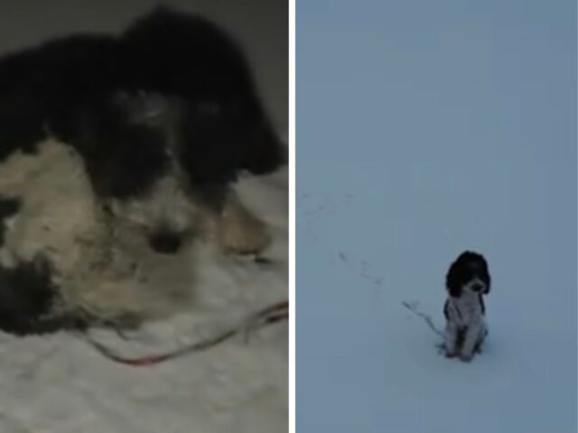 Una povera cagnolina si era arenata su un lago ghiacciato, ma le cose per lei sono andate più che bene