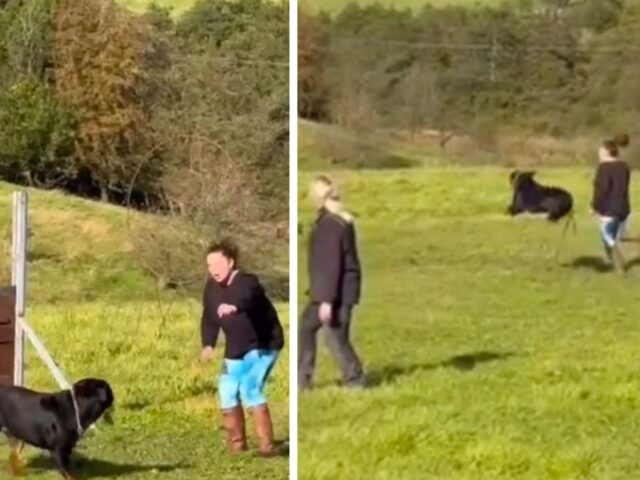 Rottweiler alle prese con il percorso ad ostacoli: i risultati sono tutti da ridere