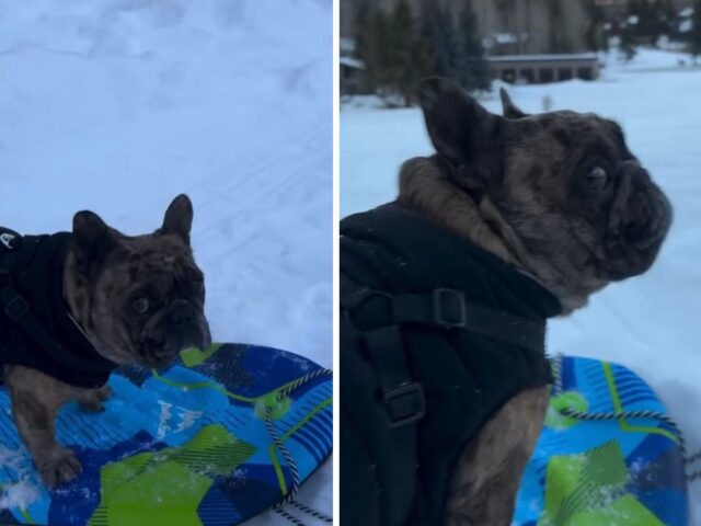 Questo Bulldog francese vive l’avventura sulla neve più spericolata (ed esilarante) che ci sia