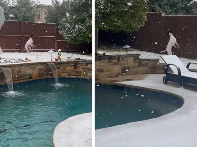 Portano per la prima volta il Pointer Inglese sulla neve: questo è il suo modo di festeggiare