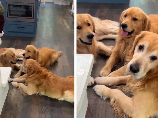 I due Golden Retriever impegnati a confabulare sembrano quasi impegnati a progettare un piano malvagio