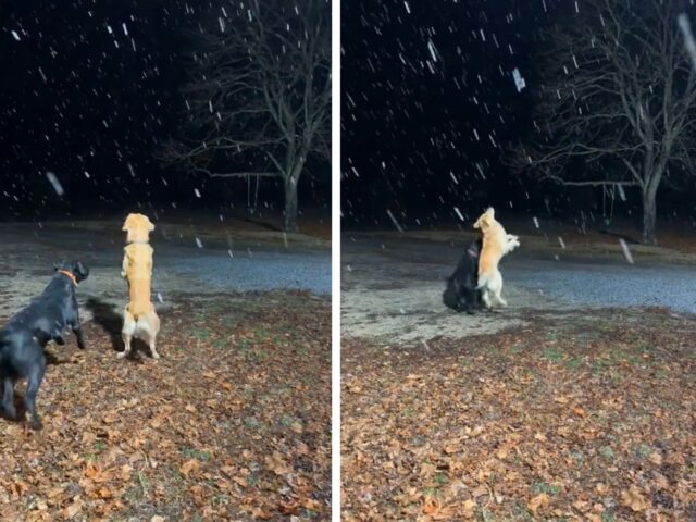 Golden Retriever vs Labrador: chi catturerà più fiocchi di neve?