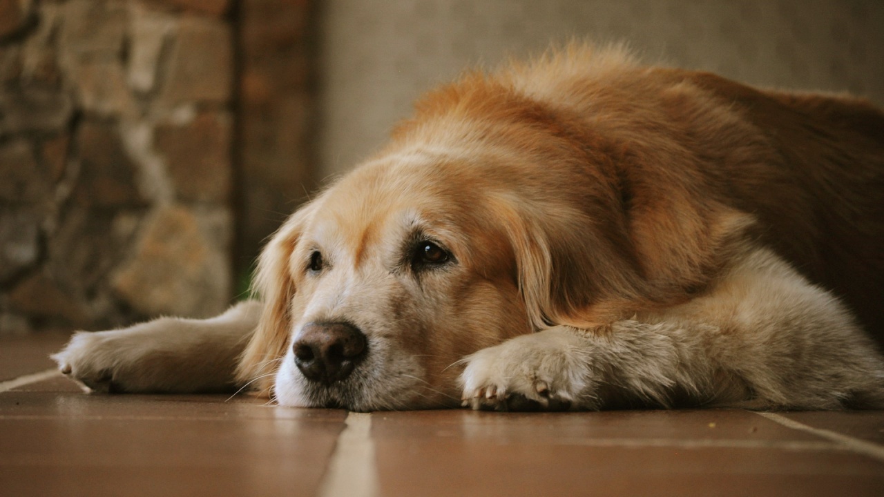 fattori che influiscono su invecchiamento cani