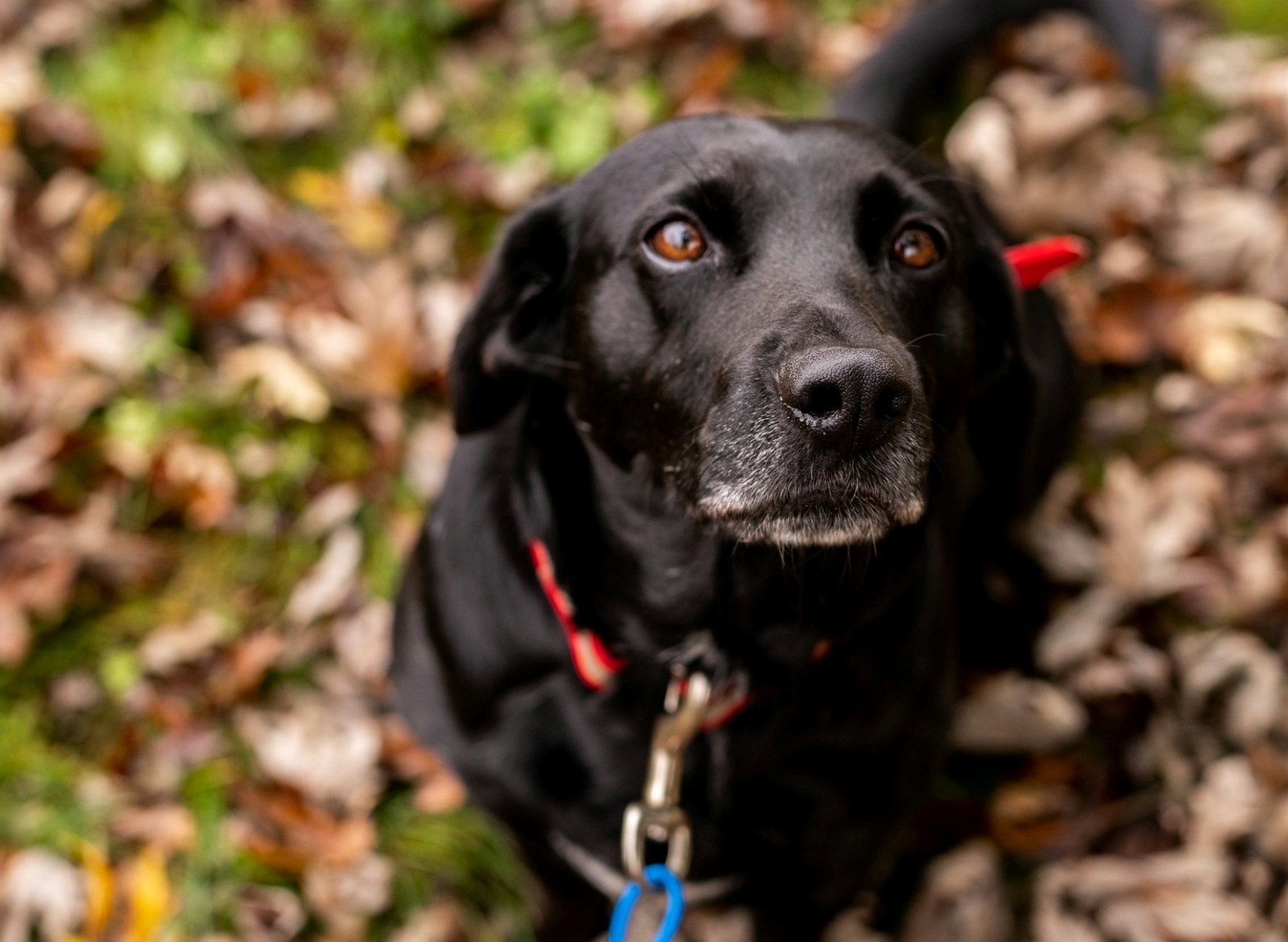 quali fattori influiscono su invecchiamento cani