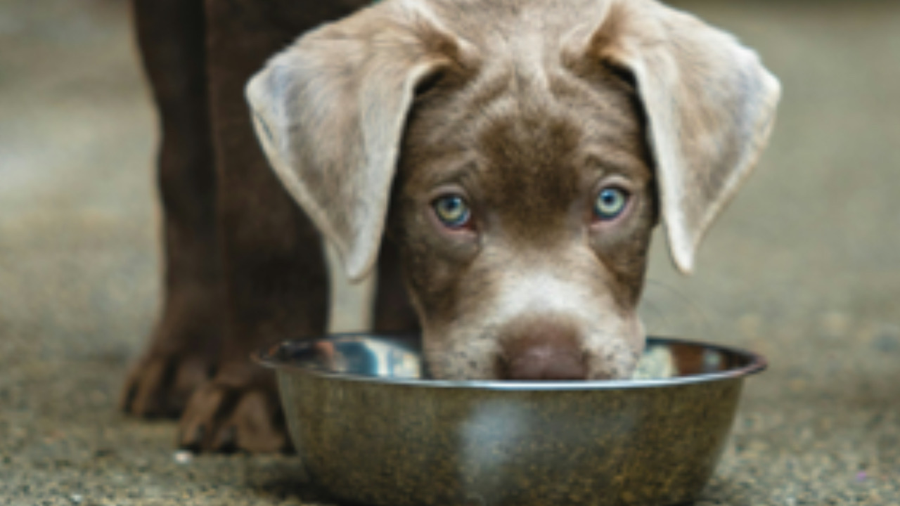 Cane mangia