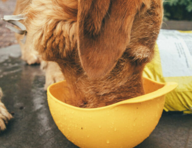 Come preparare il brodo al cane per fargli sentire meno freddo: tutti i consigli