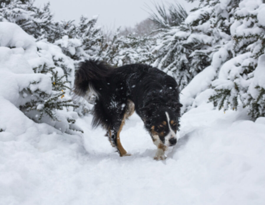 Come riconoscere il colpo di freddo nel cane, cosa fare e come intervenire?